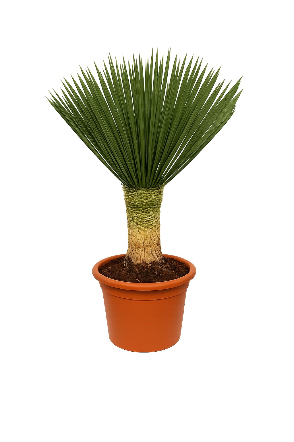 Yucca Rostrata 'Blue Swan' ca. 100 cm  Winterharte Palmlilie mit 30 cm  Stamm im 30 cm Topf  Exotische Wstenpflanze fr Garten, Terrasse & Balkon  : Amazon.de: Garten