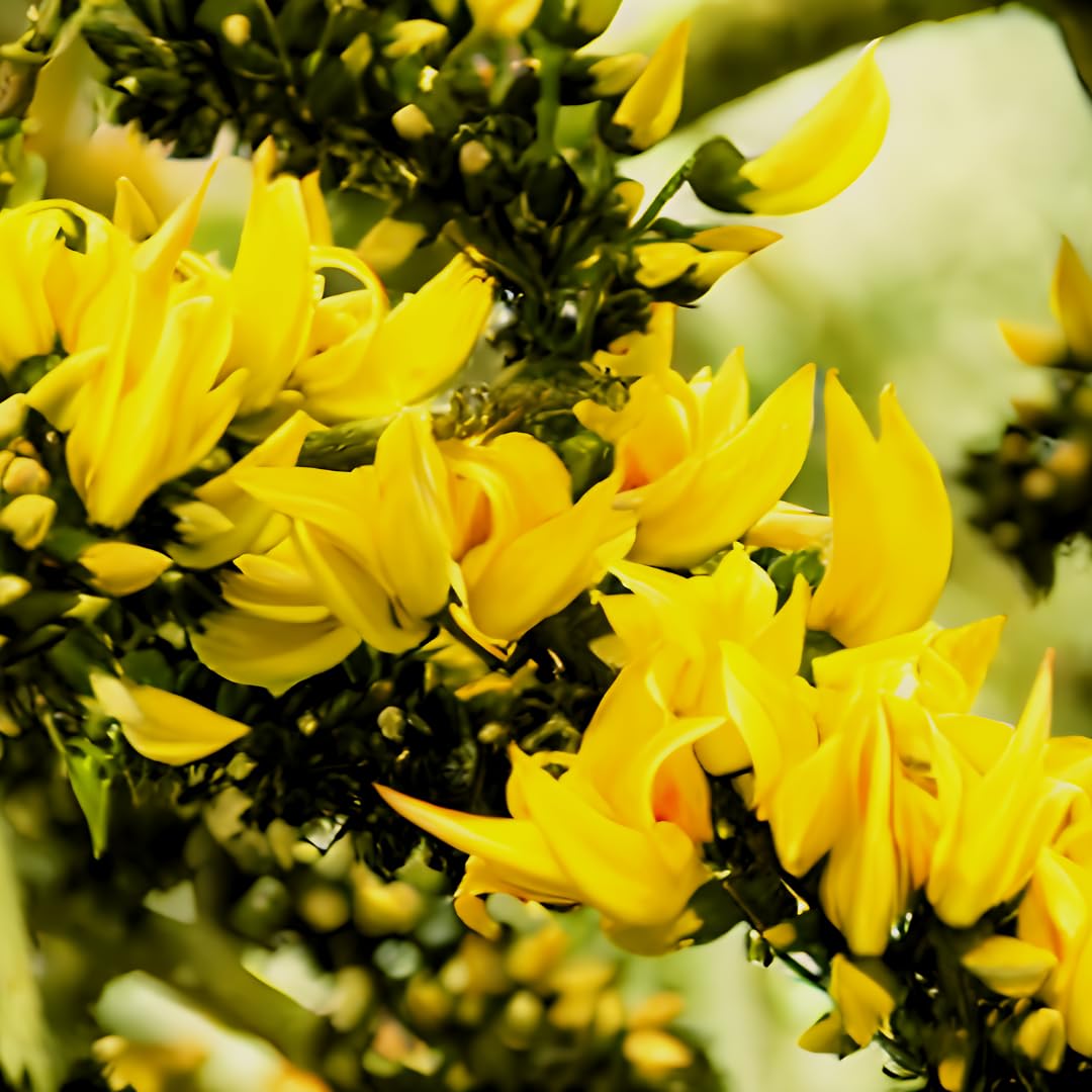 M-Tech Gardens Hybrid Yellow Palash Tree Seeds (10 Seeds Pack) (B0CYGYCC3Z) Amazon Price History, Amazon Price Tracker