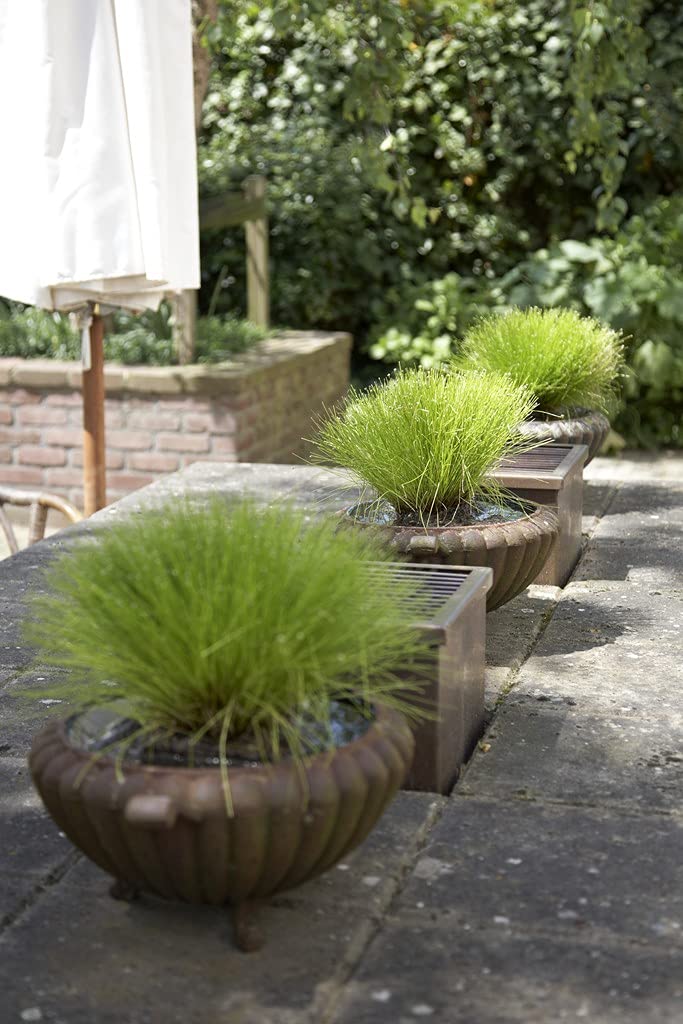 Bloomique - Set de 2 - Scirpus cernuus - Junco cabello/grama aguja - Plantas de estanque - Acuáticas - Resistente al frío - Altura 10-20 cm - Maceta 11 cm