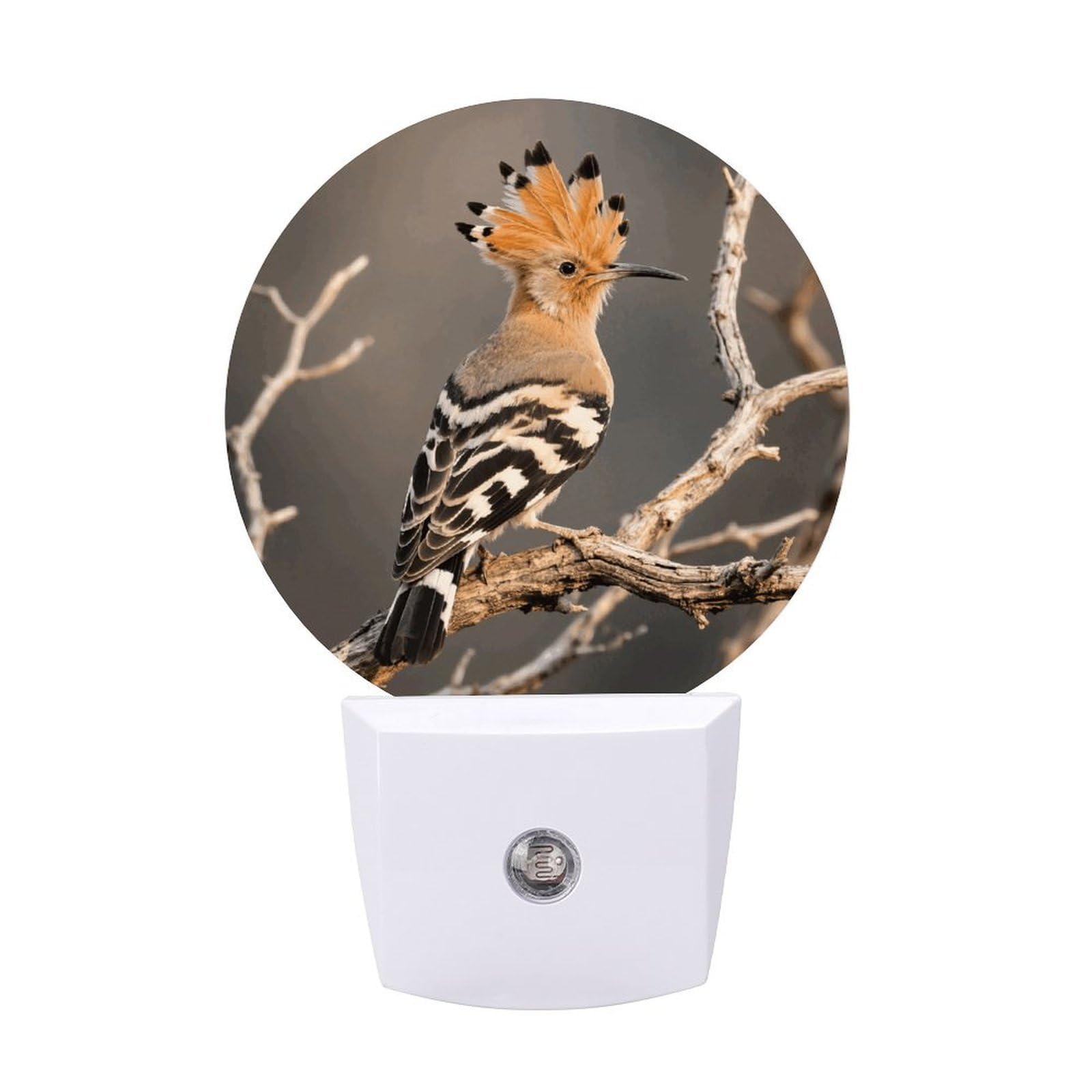 FodPand Night Light Plug Into Wall with Dusk to Dawn Sensor 0.5w Modern LED Hoopoe Plug in Night Lamp Warm White Glow Nightlight for Bedroom Hallway Kitchen Bathroom Stairs Corridor(Round)