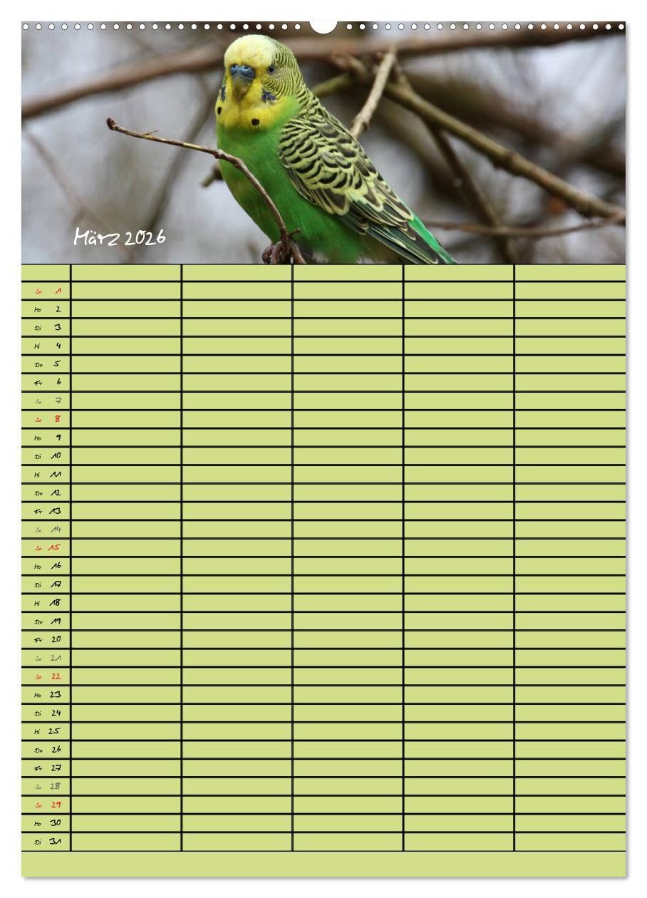 Der Wellensittich-Familienplaner (Wandkalender 2026 DIN A2 hoch), CALVENDO Monatskalender: Putzige Piepmätze (CALVENDO Tiere)