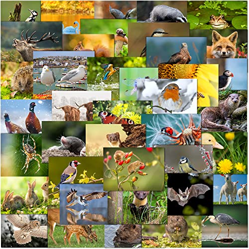 Olivia Samuel 40 tarjetas postales de vida silvestre británica, multipack de tarjetas postales de animales de las Islas Británicas