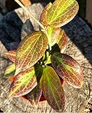 Hoya fitchii Orange, a Rare Plant with Copper-Colored Flowers and Coral Pink Centers Live Rare House Plants (All Plants are Fully Rooted Plants!) in 3' by 3exoticgreen