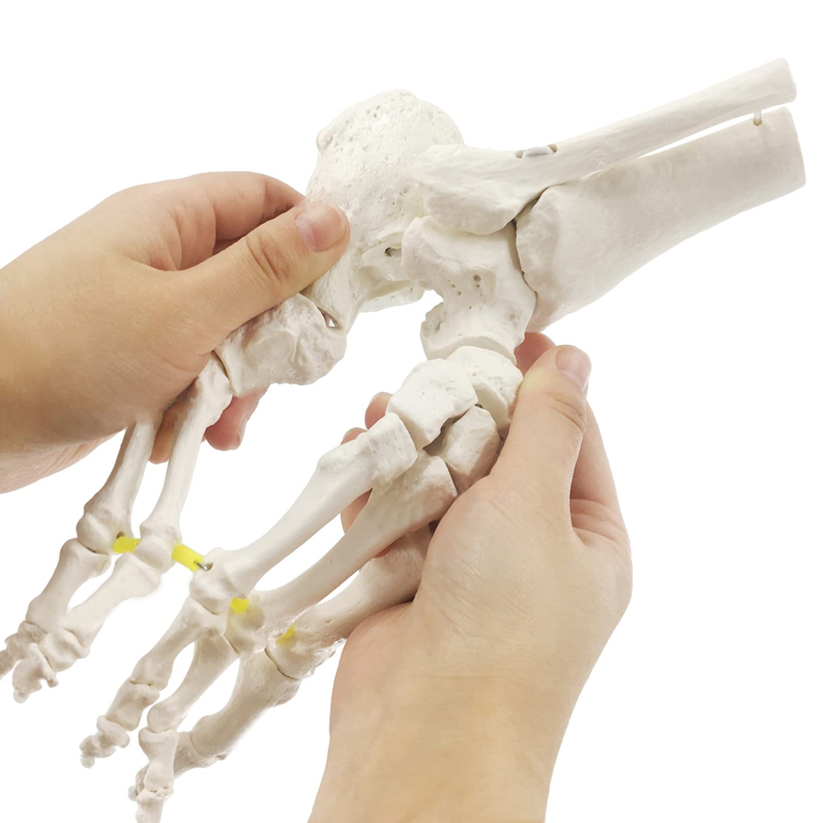 Modelo de Hueso de pie Flexible, anatomía Esqueleto Humano Herramienta de enseñanza médica Equipo Educativo Modelo de Tobillo Modelo de Vida