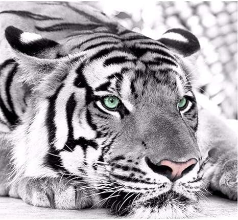 Amazon 虎の黒と白の動物 壁紙 3d 寝室の壁紙壁画自己粘着リビングルーム写真壁画ポスター現代の壁の壁紙オフィス研究ソファテレビの背景 400x280 Cm 壁紙 Amazon 虎の黒と白の動物 壁紙 3d 寝室の壁紙壁画自己粘着リビングルーム写真壁画ポスター現代の壁の壁紙オフィス研究ソファテレビの背景 400x280 Cm 壁紙