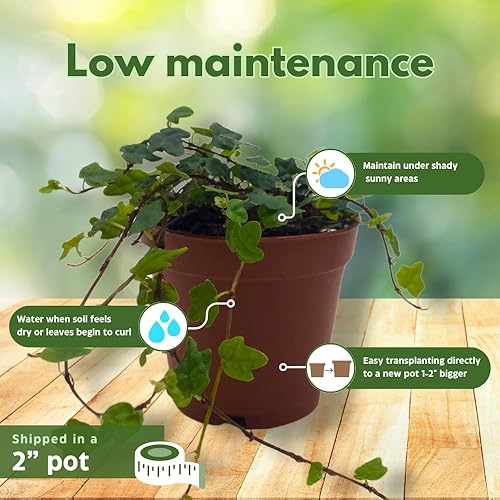 Miniatura 5 de BubbleBlooms Cadena de ranas, en una maceta de 2 pulgadas, planta de pies de rana, Ficus pumila Quercifolia, Oakleaf Tiny Mini Pixie Plant