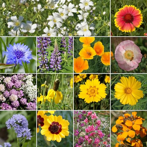 Image of Ferry-Morse Colorado Western Bulk Wildflower Seeds, 500,000+, 1 lb