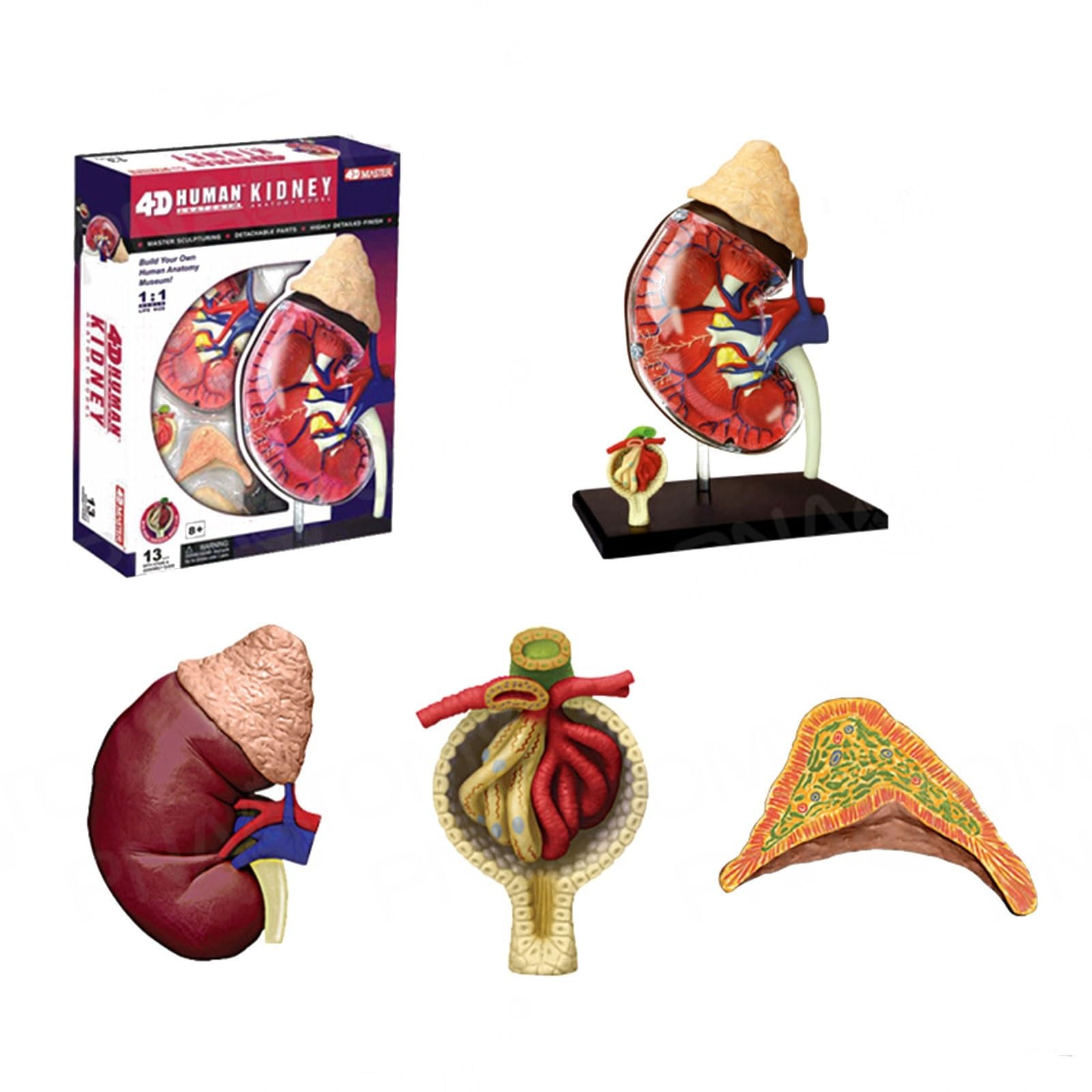 Modelo de anatomía de riñón Humano, Modelo anatómico de tamaño Natural, órganos y Partes del Cuerpo Desmontables, Modelo de enseñanza médica for educación médica.