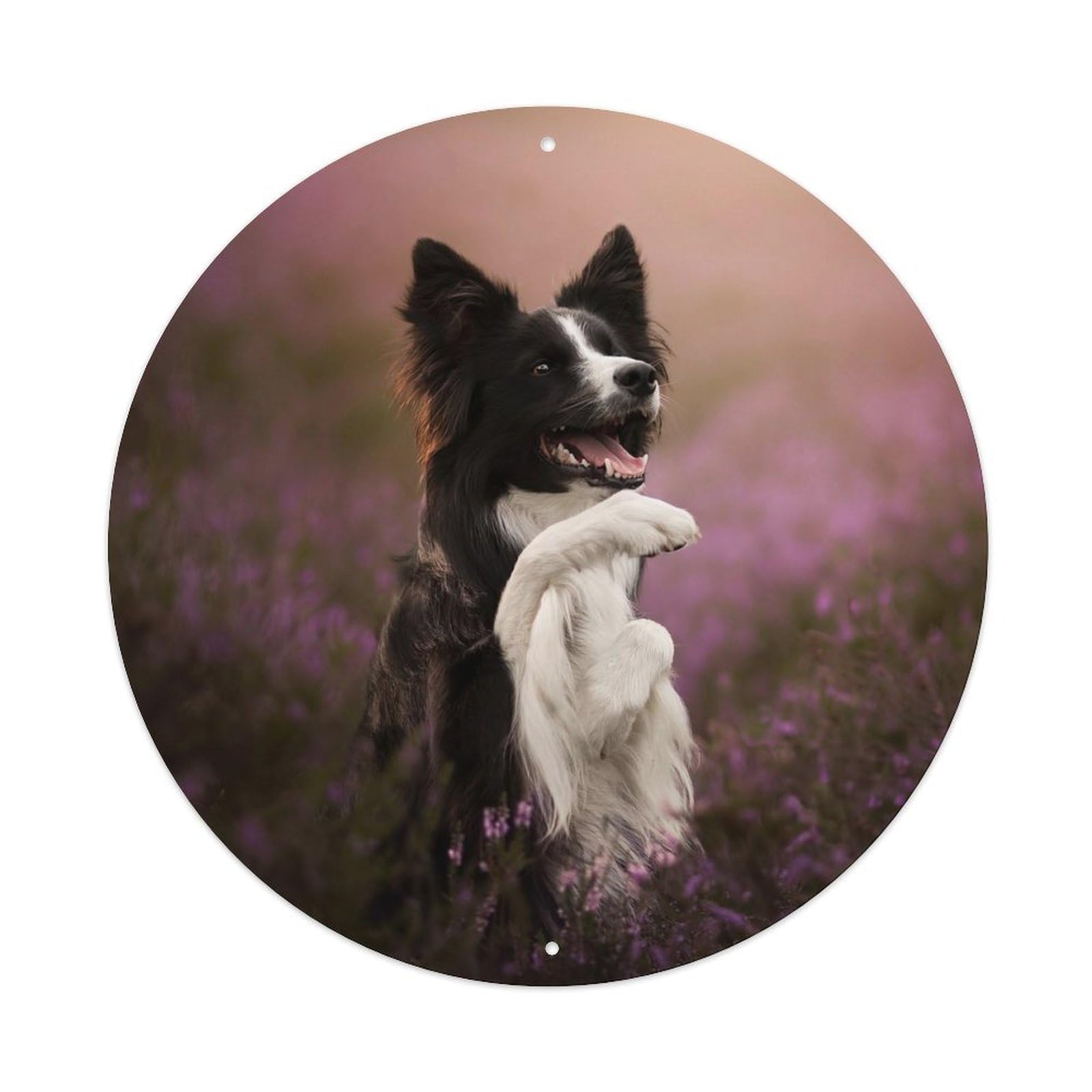Cwbufd Vintage Style Animal Black White Border Collie In Purple Floral Landscape Vintage Metal Tin Sign Plaque Wall Decor For Cafe, Club Bar, Office, Garden Metal Poster 8X8inch
