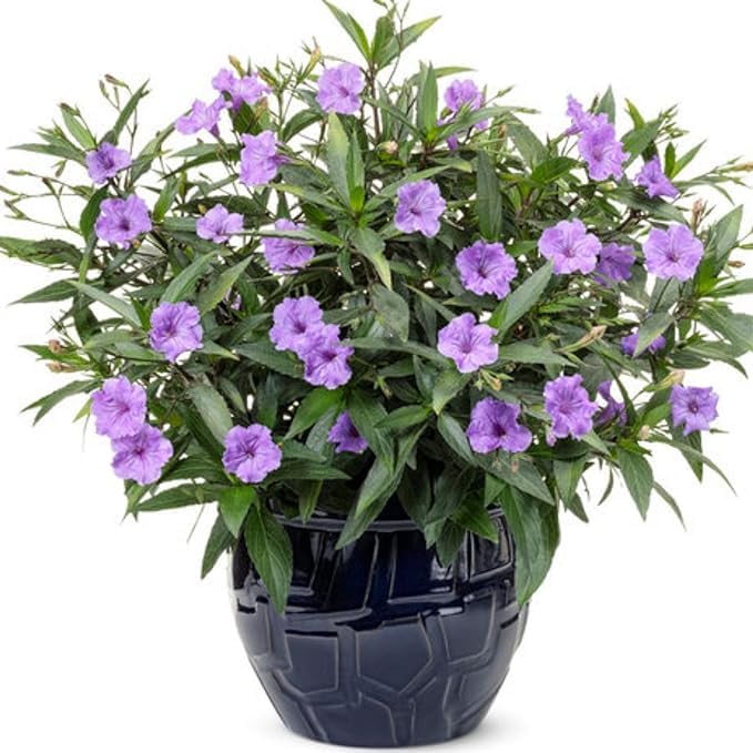 See full amazon price history chart for Greenursery Ruellia Simplex Plant Mexican Petunia Desert Florida Spanish Ladies Texas Bluebells Petunia Live Plant with Pot (Ruellia Simplex, Blue) Greenursery Ruellia Simplex Plant Mexican Petunia Desert Florida Spanish Ladies Texas Bluebells Petunia Live Plant with Pot (Ruellia Simplex, Blue) (B0CRH8G6T2) Amazon Price History, Amazon Price Tracker