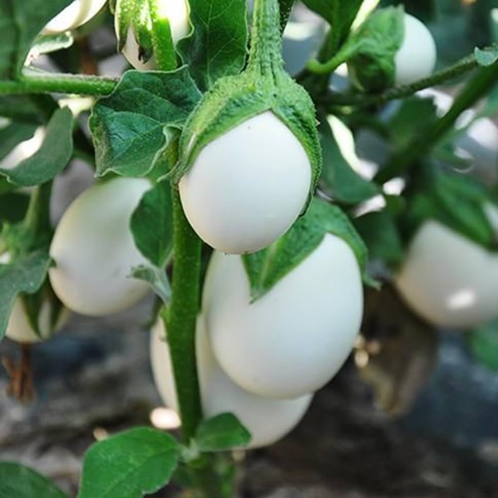 White Round Brinjal (Safed Baingan) Desi Vegetable Seeds For Home Garden Pack Of 50 (B0CN175HQ5) Amazon Price History, Amazon Price Tracker