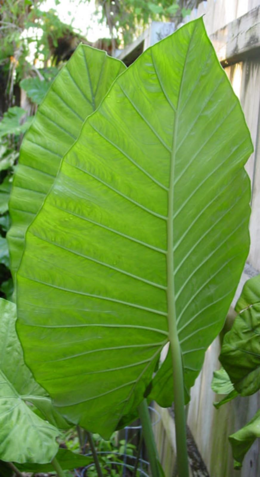 Elephant Ear/Strong Plants That Grow Well/Mix Golden Jade Carving Feels/Crop for Planting Now UK -3bulbs-8 — image 1