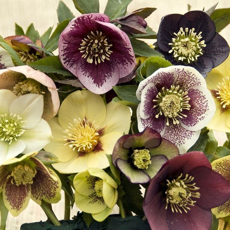 Helleborus ‘Lenten Beauty Mix’ – Mixed Lenten Roses for Early Season Flowers by Park Farm Plants
