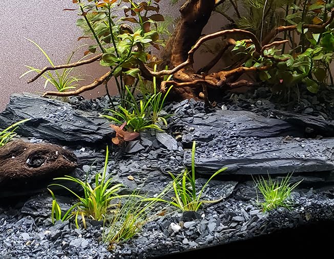 Image of Natural Slate Stone 5 to 7 Inches - USA Sourced and Packaged for Aquascaping Aquariums, Terrariums, Paludariums, Reptile Enclosures, and Gardens (5lbs)