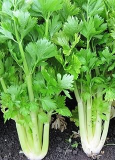 Sponsored Ad - Instant Latch 750 Golden Celery Seeds | Non-GMO | Heirloom | Fresh Garden Seeds