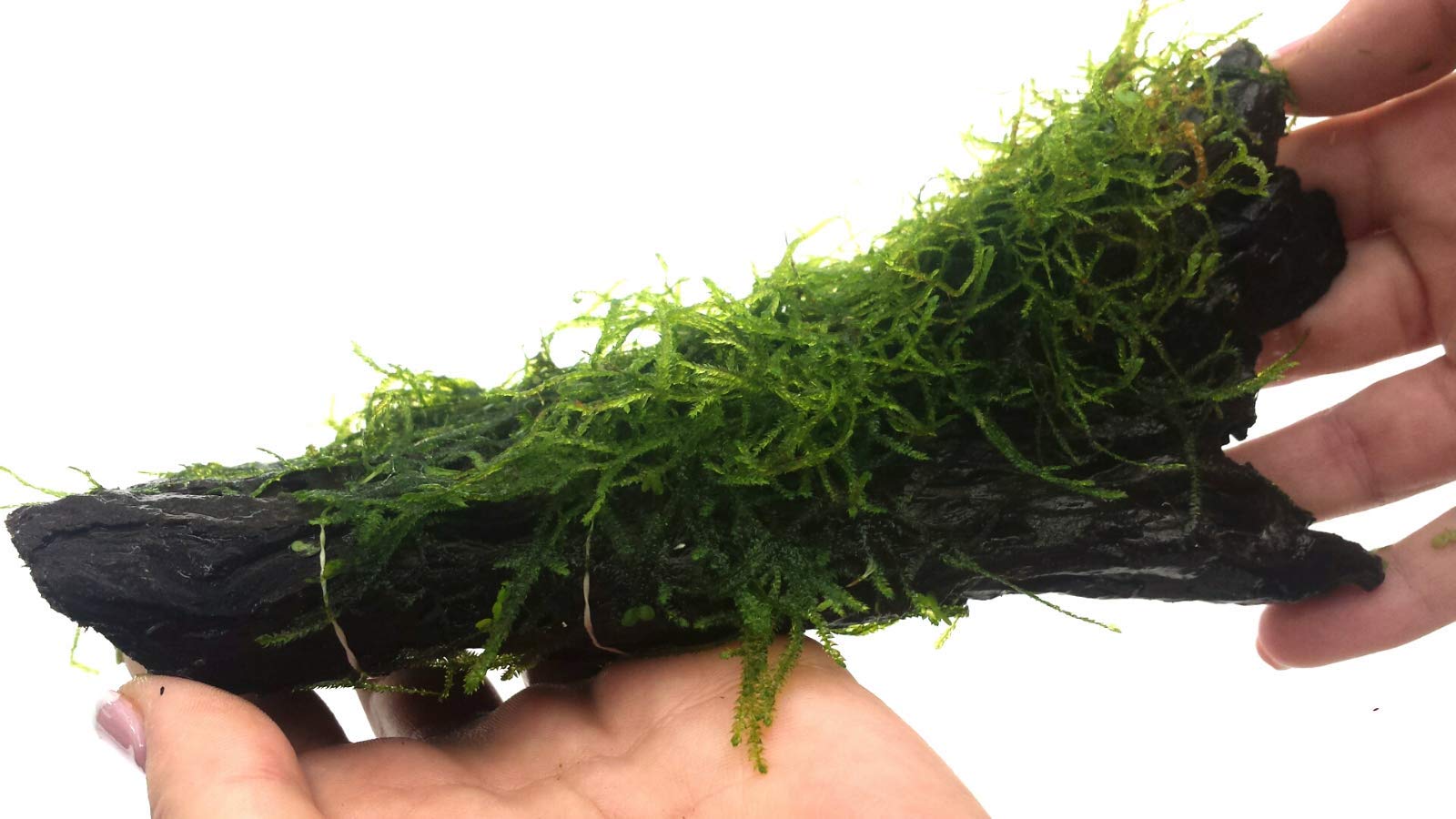 Impianto Acquario: tronco Naturale Con Muschio Calidad