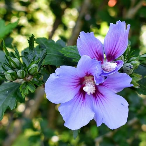 Althea Rose Of Sharon Bush Live Plants 6-13 Inch image