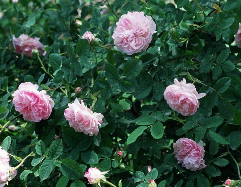 Mphmi Live Plant Nursery NCR Plantslive Damascus Rose, Scented Rose (Any Color) - Plant (B0C2YQ9XSR) Amazon Price History, Amazon Price Tracker