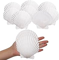 Giftvest 10PCS Large 4-5 Inch Natural White Scallop Shells for Crafts, Baking, Cooking, Food Serving & Beach Home Decor