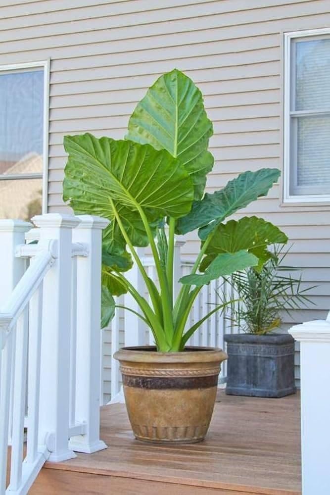 Arbi Live Plant (Edible Leaf and Root Variety, Healthy Growth & Easy Care) – Perfect for Kitchen Garden and Terrace Cultivation (1 Healthy Medium Size Live Plant)-image-19