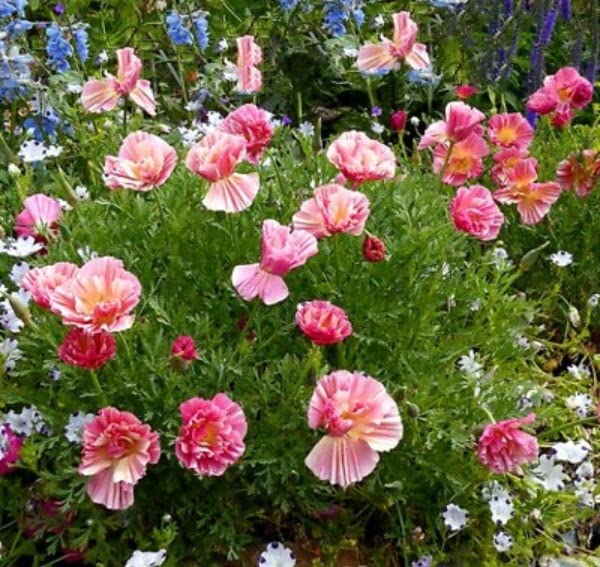 Buy4seeds 80 Seeds California Poppy Frilled Rose eschscholzia californica - Flower