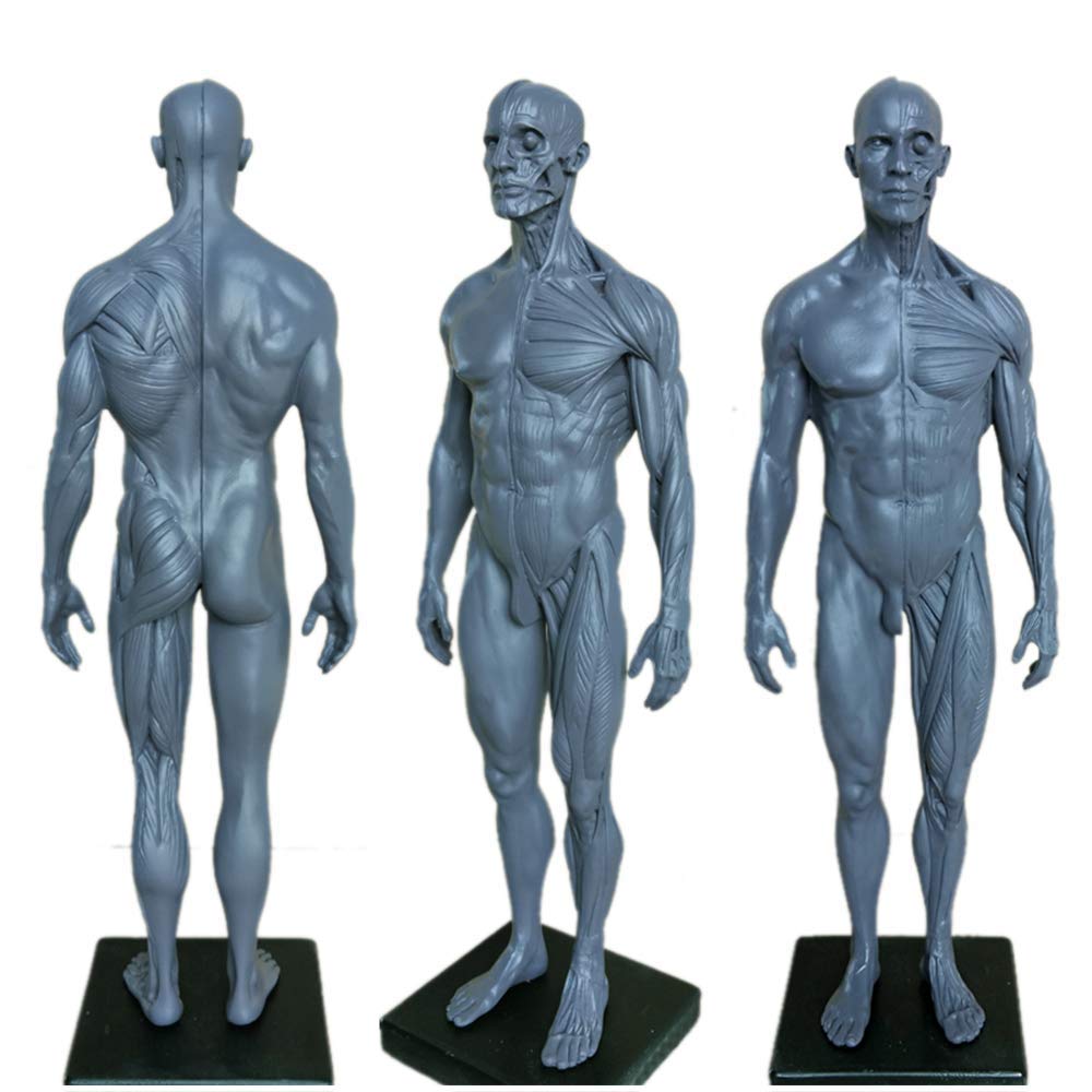 Sjdopulse Men's Gray 30Cm/11.8Inch Anatomy Figure, Human Body Musculoskeletal Anatomical Model For Science Classroom Study And Teaching - Resin Color, As Described
