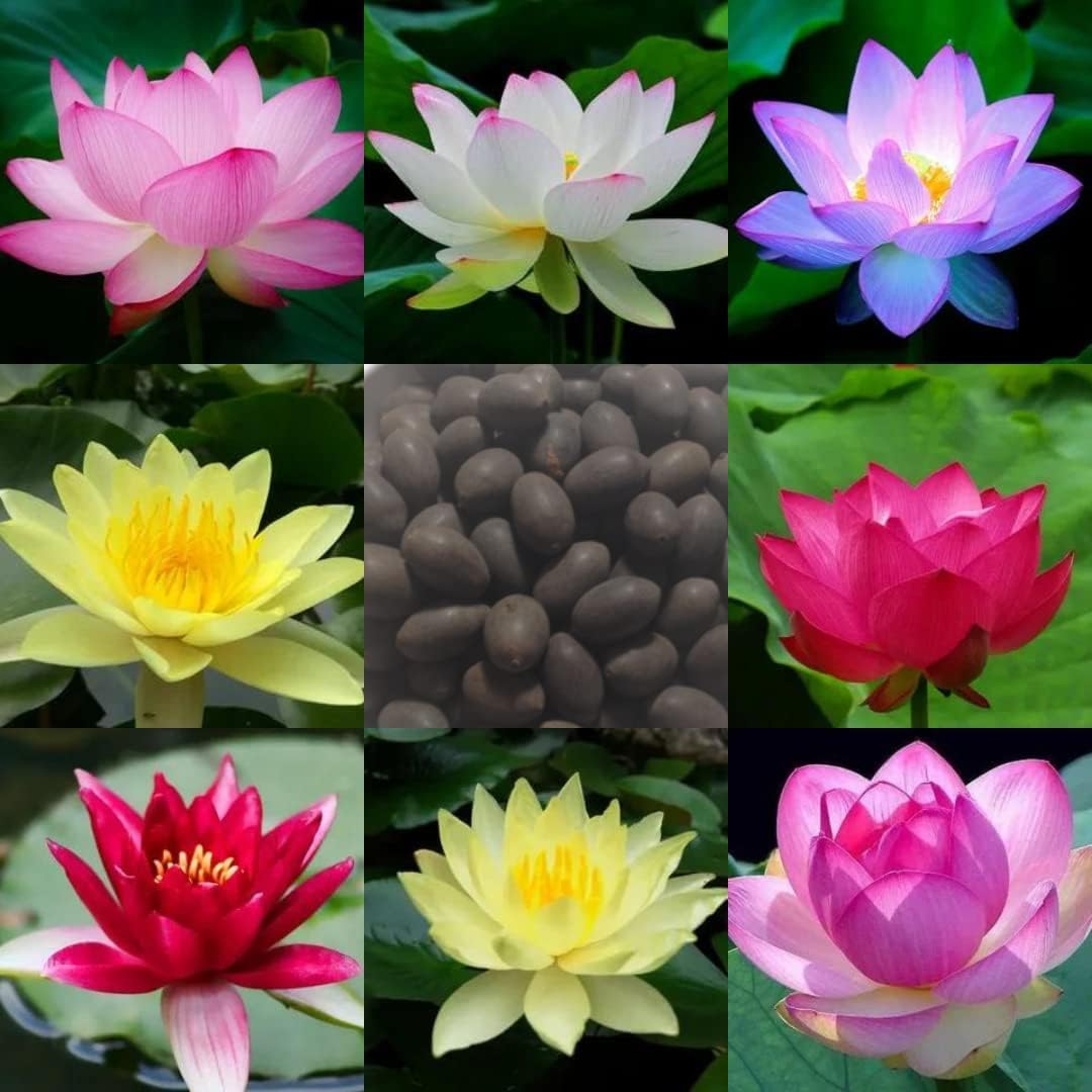 YOTOVA XS3 Live Lucky Sacred Lotus Flower Seeds for Planting in Water Pot Pond Yard Home Gardening Balcony Terrace Aquatic Aquarium Plant Kamala Phool Ka Beej Kamal Gatta Outdoor Mix Color 57 Seeds (B0DHL357CQ) Amazon Price History, Amazon Price Tracker