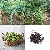 Fácil de usar Potseed Verduras 100pcs Inicio orgánicos Coles de Bruselas Col Brassica oleracea Semillas Regalos Maravillosos jardinería