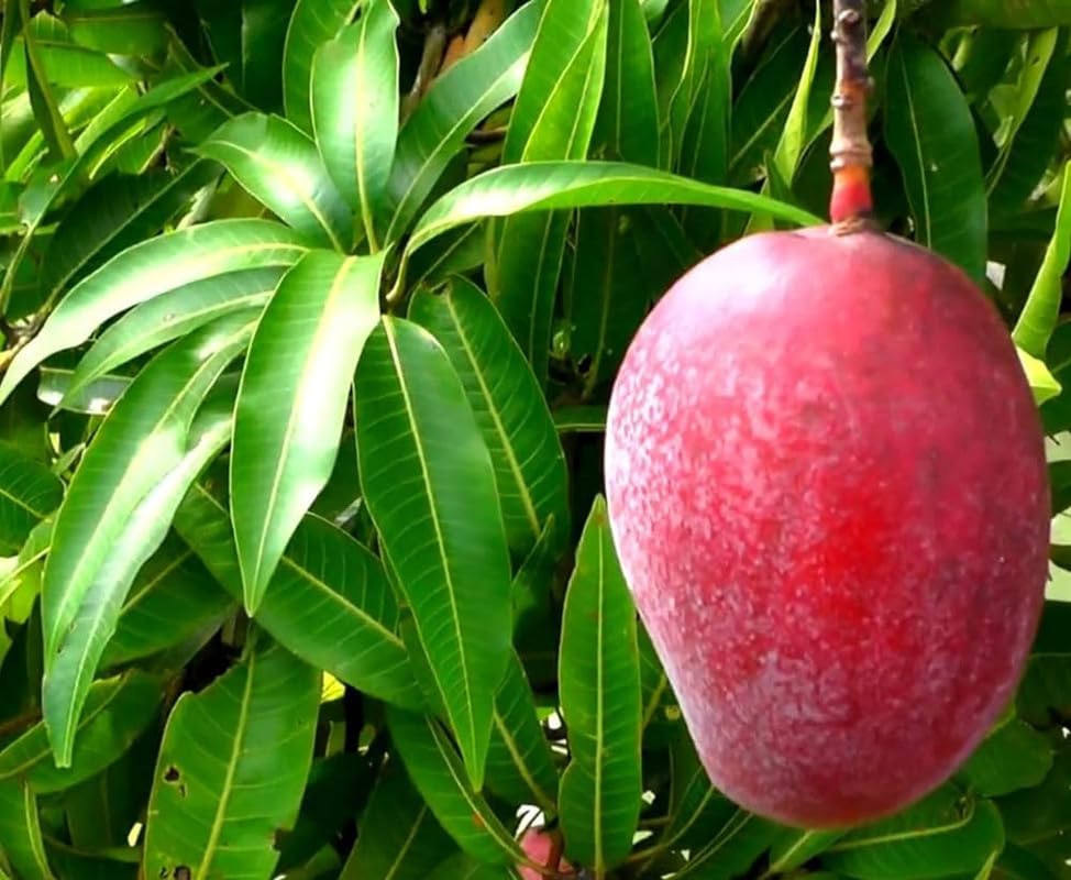 Sadabahar mango plants grafted for planting Pack of 1 (B0CPXQVMCD) Amazon Price History, Amazon Price Tracker