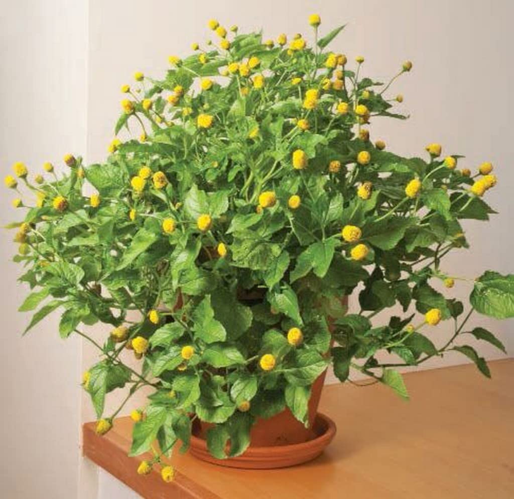 Creative Farmer Plant For Balcony Garden Eyeball Easy To Care Lawn Flower From Daisy Family Natural Anesthetic Grower Year Around - Flowering (Healthy Live Plant)