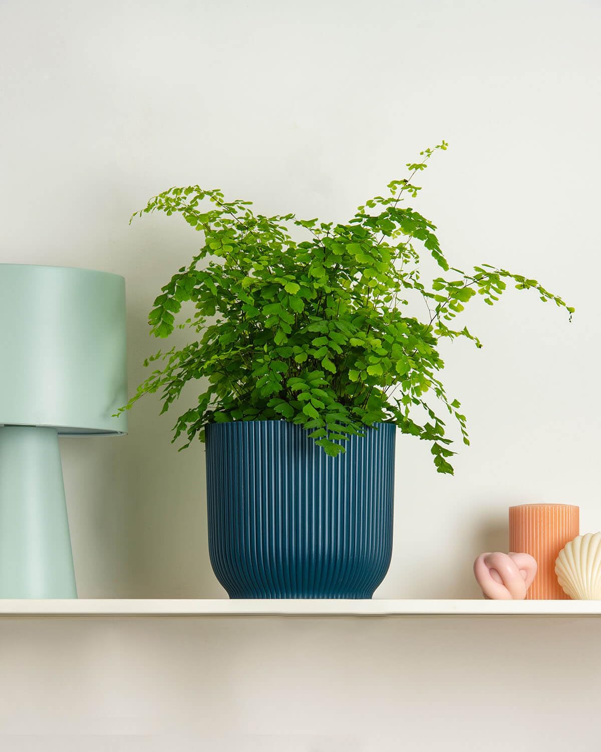 Prickle Plants Maidenhair Fern - Attractive Indoor Fern with Lush Green Fronds, Decorative Accent Plant for Living Room, Kitchen or Bathroom (20-30cm incl. 12cm Pot)