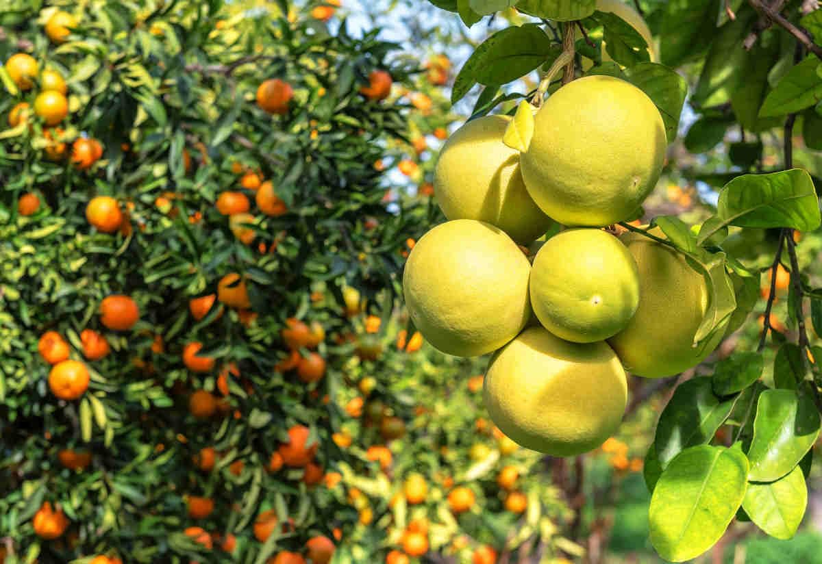 R’GARDEN – Engrais Organique Agrumes | Fertilisant Naturel pour Citronniers, Orangers et Mandariniers | Récoltes Abondantes | UAB – Fabriqué en France (3 KG)