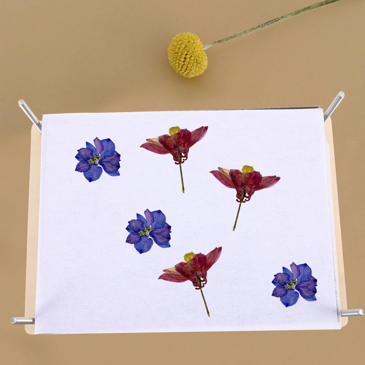 SUPVOX Strumento Professionale per Pressatura Fiori Piastre Essicanti Riciclabili in Legno e Metallo Kit per Foglie e Fiori, per Attività DIY per Adolescenti