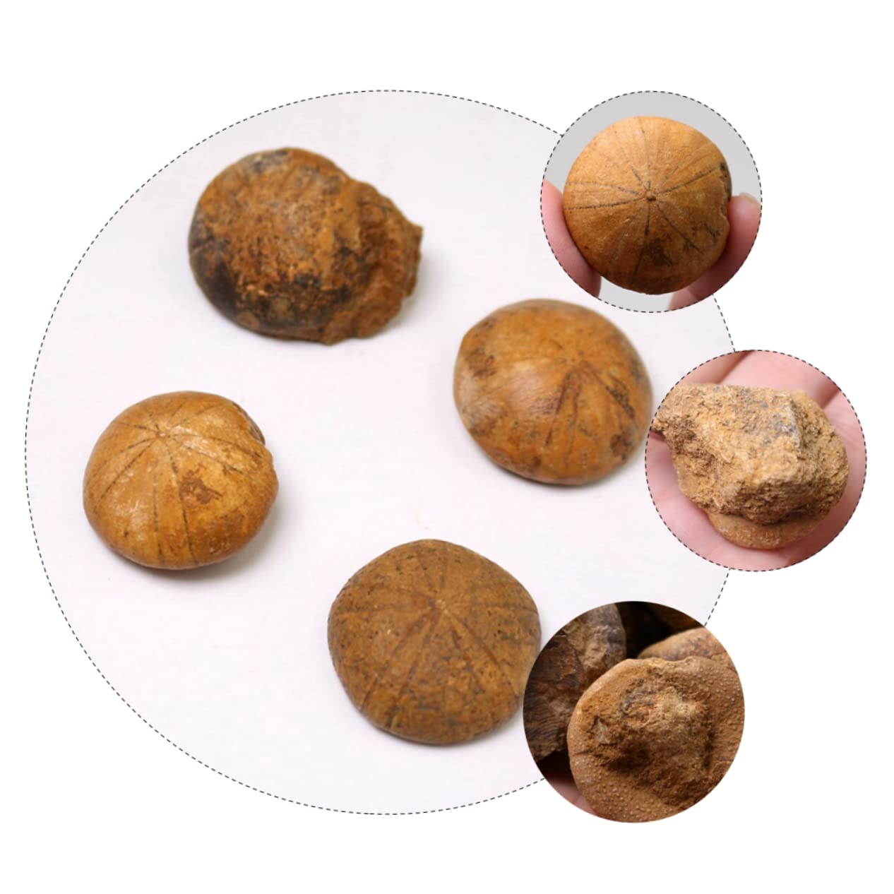 iplusmile 3piezas Sea Urchin Specimen Educational Ornament for Classroom Decoration