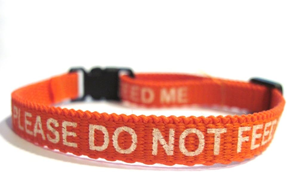Please Do Not Feed Me Collar Orange