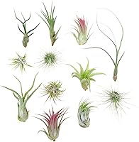 Vista 7 de 4 Live Air Plants, Hand Selected Assorted Variety of Species, Tropical Houseplants for Home Décor and DIY Terrariums (4-Pack)