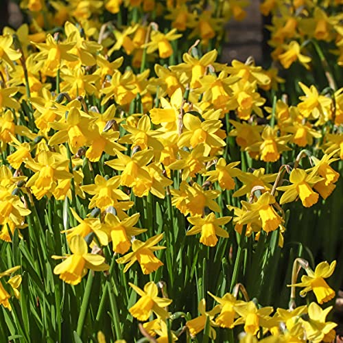 Dwarf Daffodil Bulbs Tete a Tete (30 Bulbs) Autumn Planting/Spring Flowering Bulbs