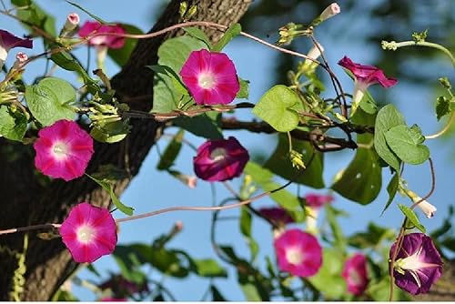 Miniatura 2 de Scarlet O' Hara Morning Glory - Más de 100 semillas, hermosas flores largas de temporada