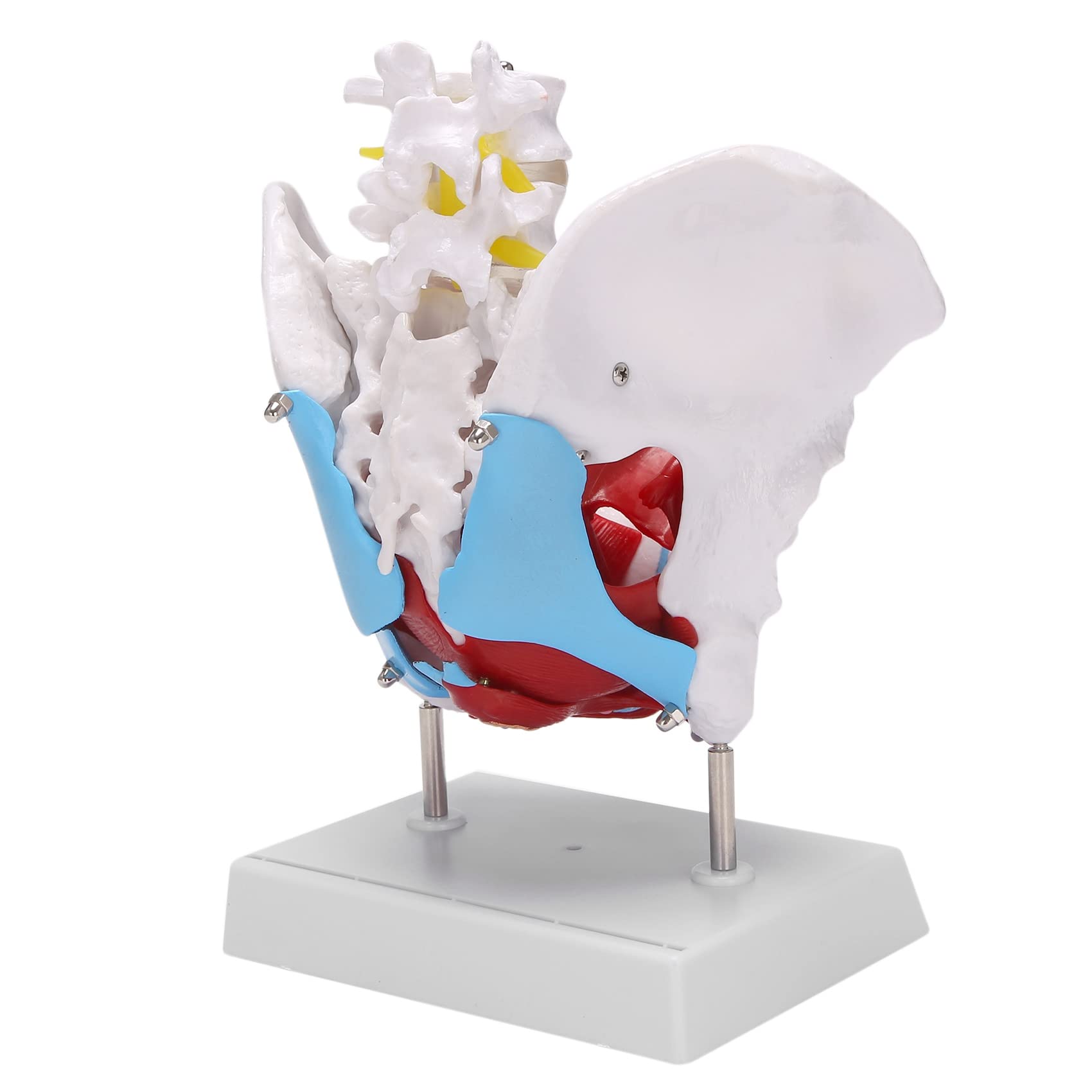 Jewecutger Female Pelvis with Pelvic Floor Muscle Model Pelvic Structure Bladder and Pelvic Floor Muscle Model Two Lumbar Vertebrae