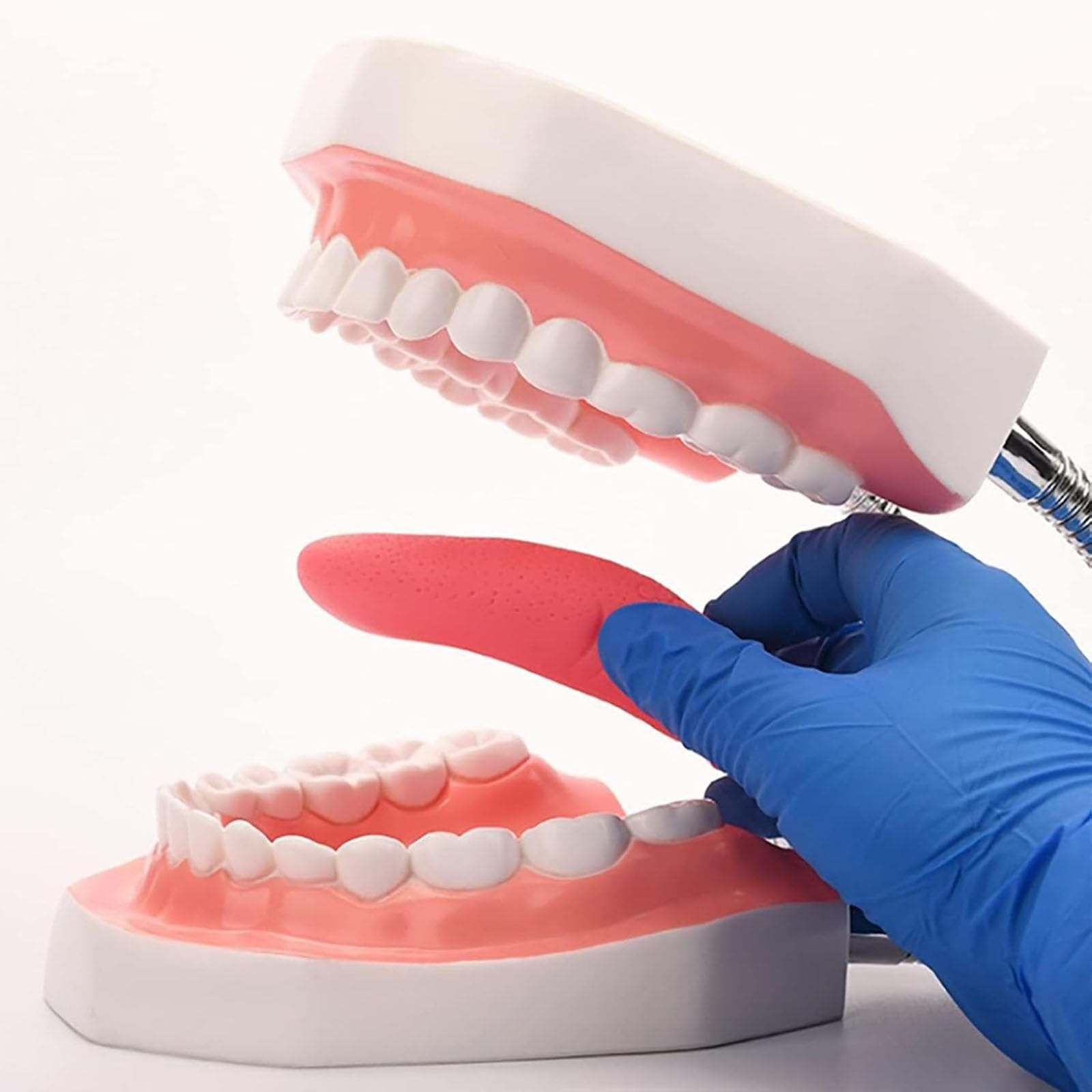 Dental-Demonstration, 6-Fach vergrößertes Zahnmodell mit Abnehmbarer Zungenbürste für Kinder und zahnärztliches Mundpflege-Lehrmodell