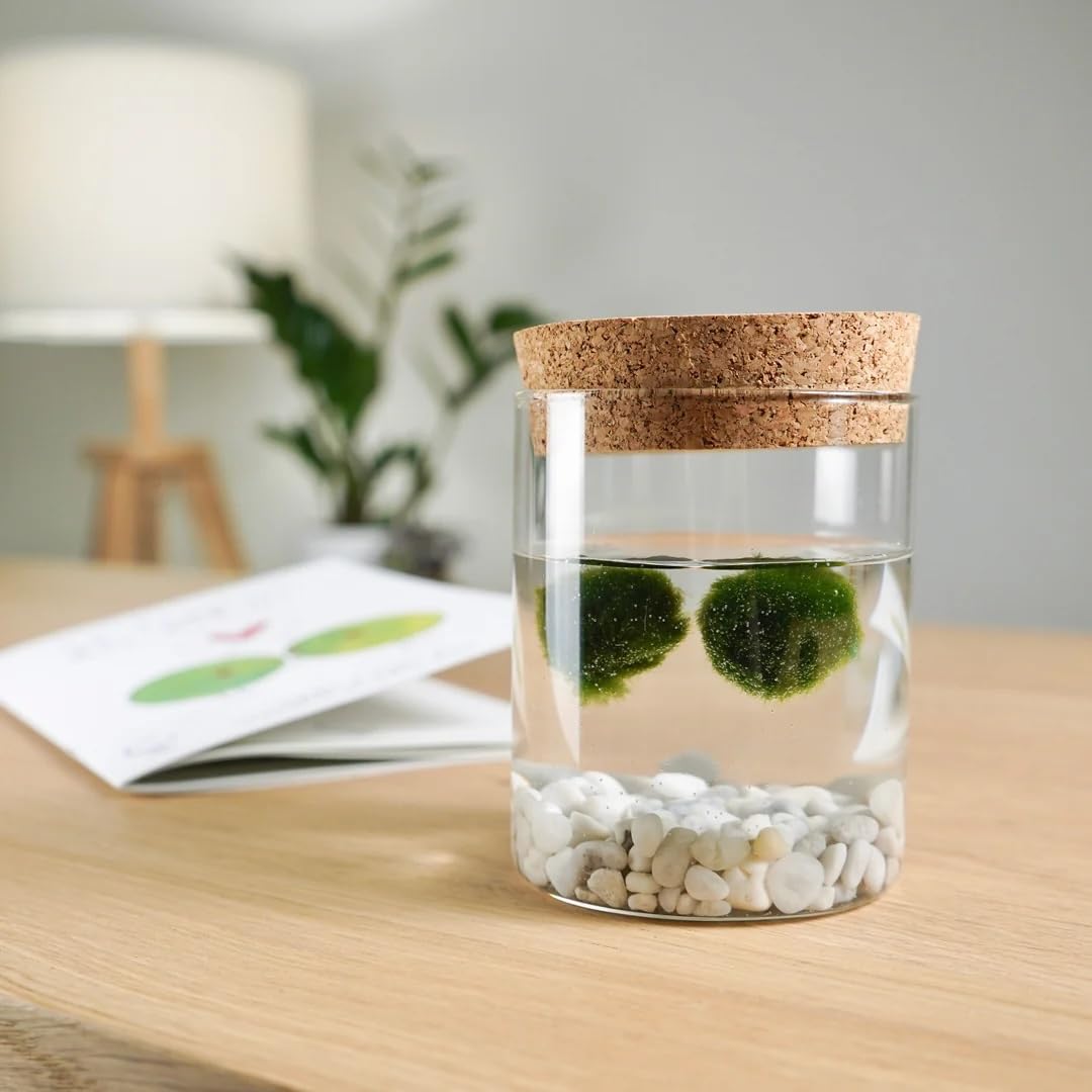 KAKI La Felicità è Nelle Piccole Cose Marimo Coppia Originale in Vaso di Vetro con Tappo in Sughero, Artigianale, Fondale Bianco, Diametro 8cm, Altezza 11cm, Made in Italy