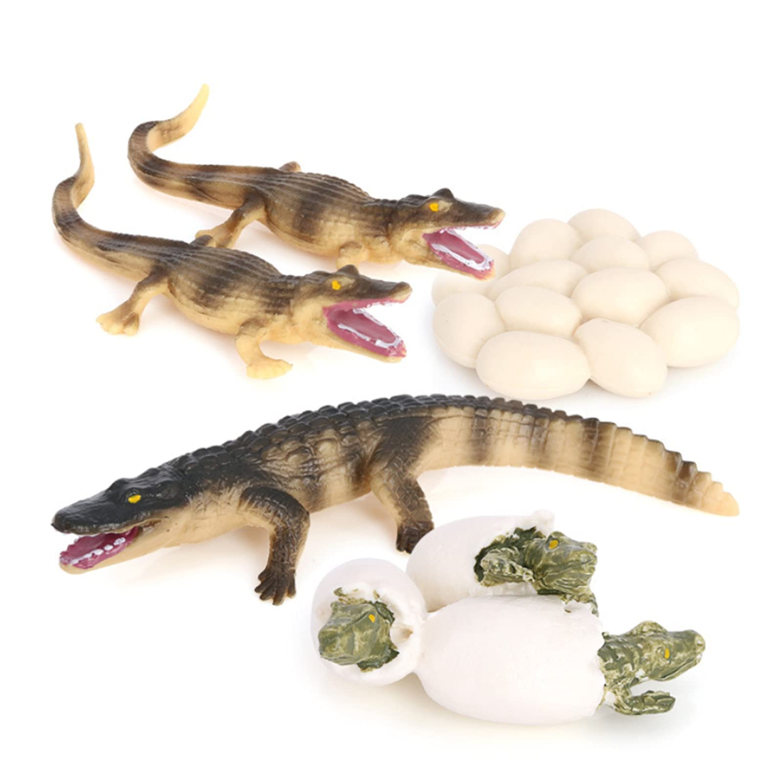 KASTWAVE Crocodile Growth Cycle, Animal Growth Cycle Biological Model Toy Growth Stage Lifelike Crocodile Life Cycle Model Set for Kids Education Insect Themed Party Favors