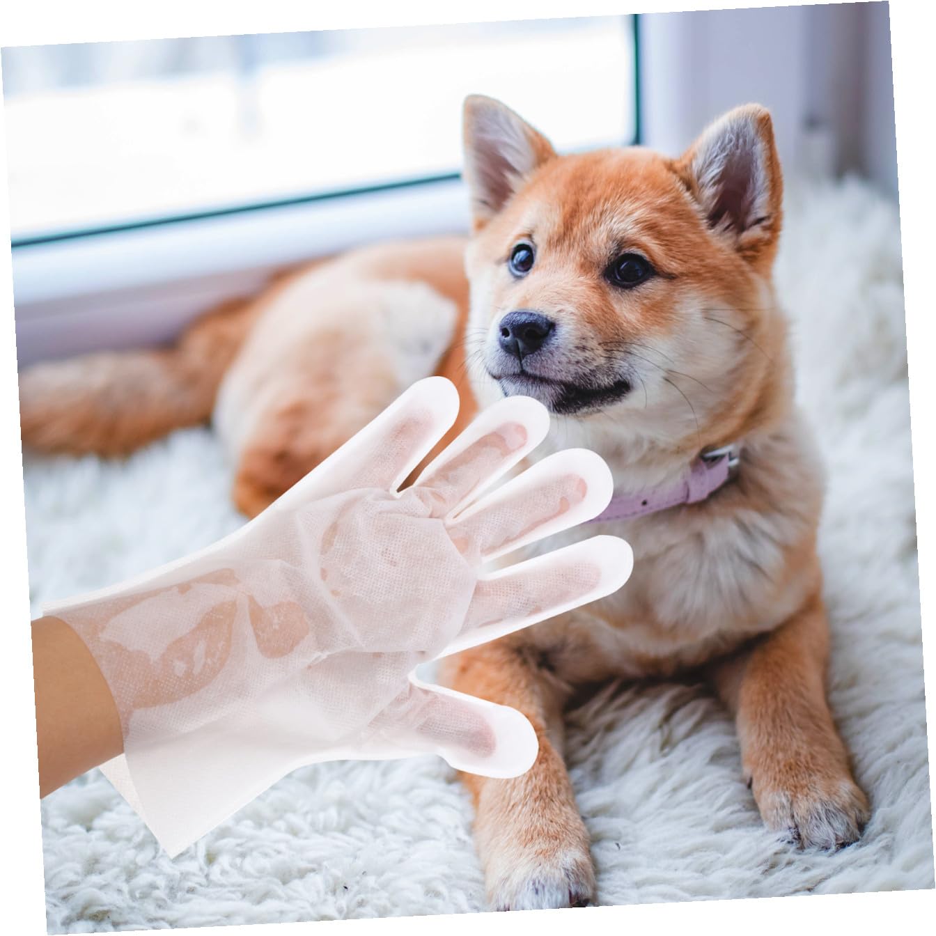 18 Piezas Guantes Toallitas Para El Aseo De Mascotas Pelo De Mascota Toallitas Desechables Para Mascotas Toallitas Para Perros Cepillo Depilatorio Tela No Tejida Depilación