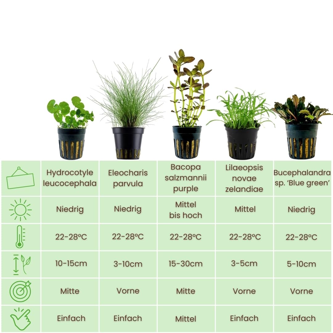 AquaOne Plantas de acuario I 5 x plantas acuáticas I Plantas de acuario principiantes I Buchephalandra Eleocharis Bacopa Lilaeopsis I Juego de 5 plantas de acuario