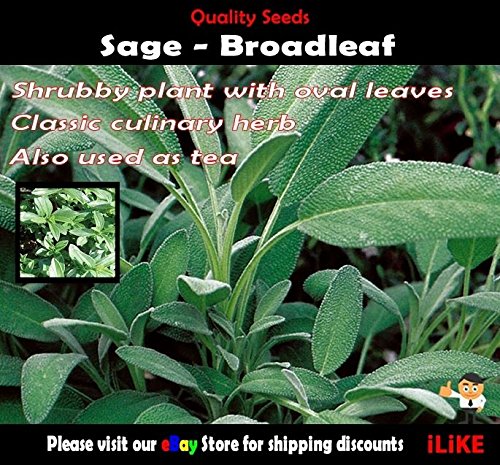 Sage Broadleaf 30 Seeds-image-44
