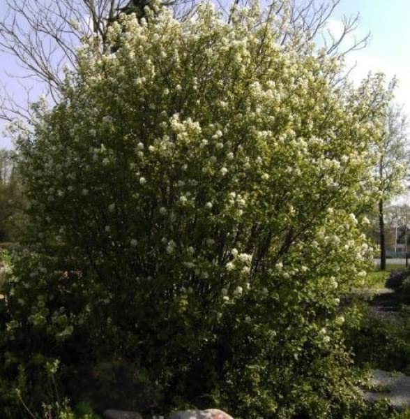 Amelanchier rotundifolia Helvetica - Felsenbirne Helvetica - 40-60