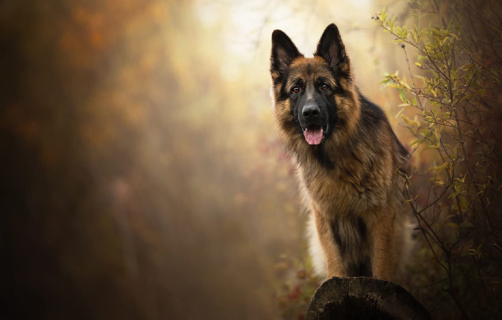 Puzzle 3D 2000 Pieces Chien 70x100CM