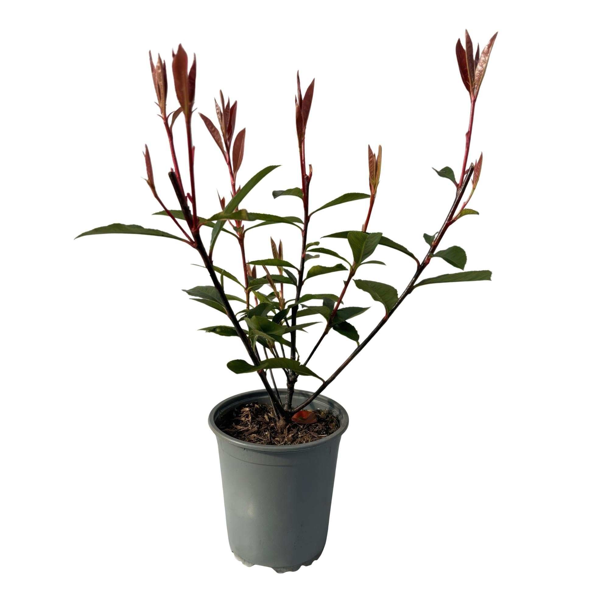 Photinia fraseri Carre Rouge połyskująca roślina, wiecznie zielone rośliny żywopłotowe, 8 roślin, 1 m, wysokość 9 cm, 30-35 cm, czerwone i zielone liście, łatwa w pielęgnacji