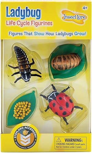 Insect Lore estados del ciclo de la vida de mariquita