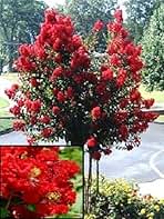 35+ RED CRAPE MYRTLE TREE /SHRUB /FLOWER SEEDS / DROUGHT TOLERANT PERENNIAL